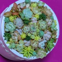 寄せ植え,多肉植物,葉挿し,リメ缶,多肉寄せ植えの画像