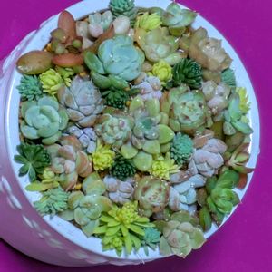 寄せ植え,多肉植物,葉挿し,リメ缶,多肉寄せ植えの画像