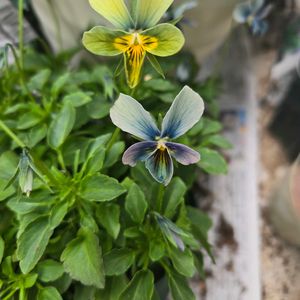 すみれ図鑑,花のある暮らし,グリーンファーム,花友さんに感謝♡,ビオラ・パンジー祭り♪の画像