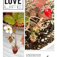 ワイルドストロベリー,ワイルドストロベリー,可愛らしい,花のある暮らし,毎月15日はいちごの日の画像