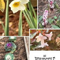 スイセン,葉牡丹,アベリア,癒される,沢山のお花の画像