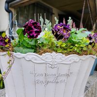 バコパ,バコパ,パンジー　ドラキュラ,パンジー　ドラキュラ,寄せ植えの画像