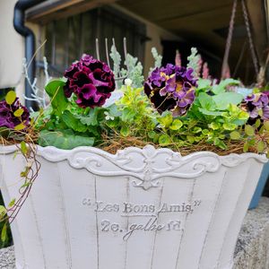 バコパ,バコパ,パンジー　ドラキュラ,パンジー　ドラキュラ,寄せ植えの画像