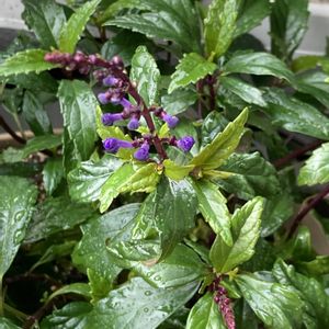 サルビア,沈丁花,玄関先,ロベリア　アーリースプリング　ピンクの画像