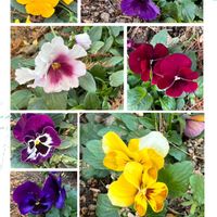 パンジー,ビオラ,可愛らしい,カラフル,別所沼公園の画像