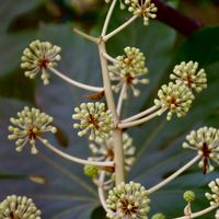 ヤツデ,ヤツデのつぼみ,ヤツデ(八手／テングノハウチワ<天狗の羽団扇>),過去pic,寒さに負けないの画像