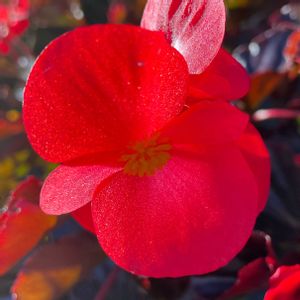 花壇,お出かけ先で,家庭菜園の画像