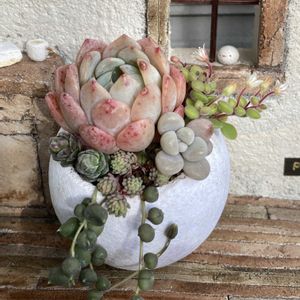 木の実,多肉の寄せ植え,小さな多肉寄せ植え,多肉のある暮らし,GSのみなさんに感謝♡の画像