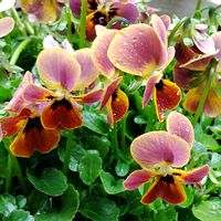 ビオラ,ゲブラナガトヨ　ビオラ,花のある暮らし,植物のある暮らし,植中毒の画像