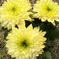 パンジー,パンジー,パンジー,金魚草,金魚草の画像