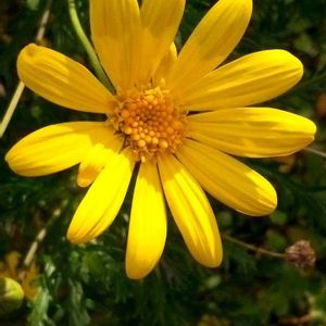 花友さんの庭,広い庭の画像