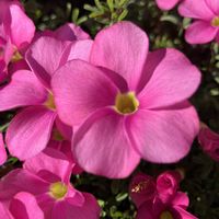 オキザリス,オキザリス,優しい気持ち,繋がりに感謝✨,今日も笑顔で♡の画像