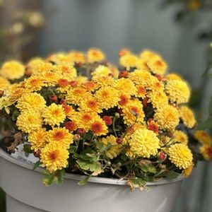 姫月下美人,ベルギーマム,一夜限りの花,沖縄,月曜はビタミンカラーの画像