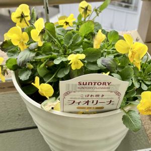 フィオリーナ ゴールド,成長記録,ベランダの画像