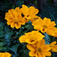 ビデンス,癒される,感謝,花のある暮らし,しあわせの画像