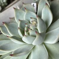 多肉植物,ホームセンター,植中毒,多肉男子,多肉オヤジの画像