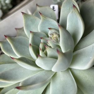 多肉植物,ホームセンター,植中毒,多肉男子,多肉オヤジの画像