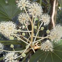 ヤツデ,パンジー,野鳥(ハクセキレイ),野鳥（ヤマガラ）,プティシャントン　モダンタイムズの画像