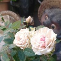 ミニバラ,ミニバラ,ミニバラ,薔薇 ジュリア,薔薇 ジュリアの画像