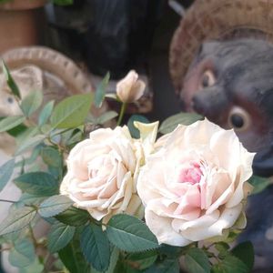 ミニバラ,ミニバラ,ミニバラ,薔薇 ジュリア,薔薇 ジュリアの画像