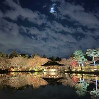 昭和記念公園,ライトアップ,花のある暮らし,植物のある暮らし,おうち多肉の画像