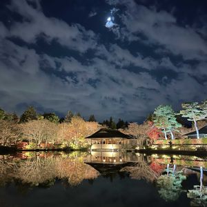 昭和記念公園,ライトアップ,花のある暮らし,植物のある暮らし,おうち多肉の画像