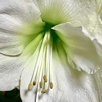 アマリリス,アマリリス,白い花,癒し,ホワイトの画像