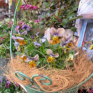 花のある暮らし,花咲く乙女たち♡,植物色の毎日♡,ベランダの画像