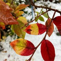 地植え,小さな庭の画像