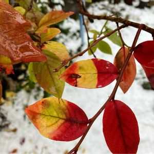 地植え,小さな庭の画像
