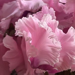 シクラメン,シクラメン　ファルバラローズ,いい香り♡,かわいい♡,フレグランスシクラメン 〜の画像