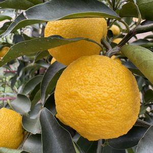 柚子,家の庭の画像