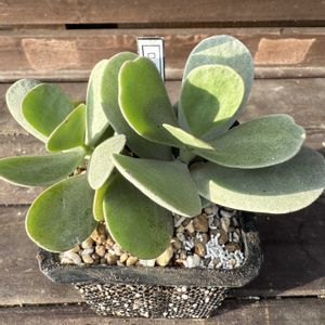 ロチエ,多肉植物,紅葉多肉,庭の画像