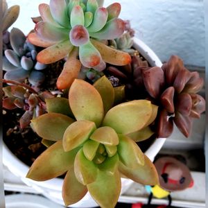 多肉植物,紅葉する多肉,紅葉ちうの画像