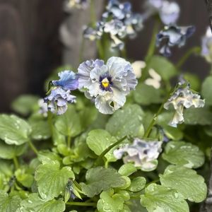 ビオラ　レディ,ビオラ　レディ,玄関前,石川園芸の画像