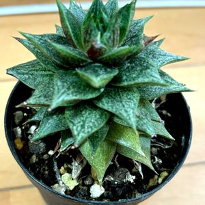 パーパソルム,多肉植物,多肉大好き,多肉中毒,アパートの画像