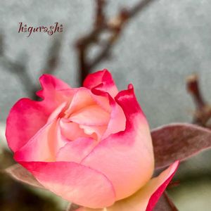 ラブリープリンセス、オプティマ,ボルドーコルダーナ,ロスアロマ クリームピンク,花のある暮らし,バラ・ミニバラの画像