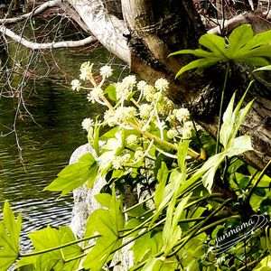 ヤツデ,ヤツデ,日本庭園,過去pic,今日のお花の画像