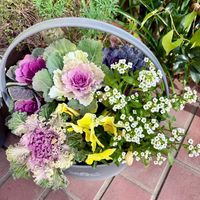 アリッサム,シロタエギク,ハボタン,ロベリア,パンジーの画像