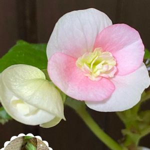 元禄丸(キク),リーガース・ベゴニア,平和を願う,頑張ろう日本❣️,ピンクワールドへ ようこその画像