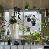 観葉植物,キキ　南の窓辺の画像