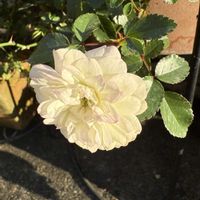 ミニバラ・グリーンアイス,ガーデニング,冬の庭,ばら バラ 薔薇の画像