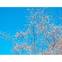 ナンキンハゼの画像