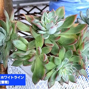 ホワイトライン,エケベリア　ホワイトライン,植物男子ベランダー,エケベリア好き,雪雅の画像