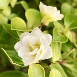 白が好き,#ガーデニング,エクステリアの画像