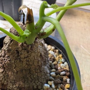 ステファニア・スベローサ,塊根植物,コーデックス,水やり,新葉の画像