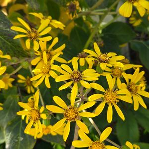 キク,ツワブキ,ロウバイ,ツワブキ(石蕗),ツワブキ(石蕗)の画像