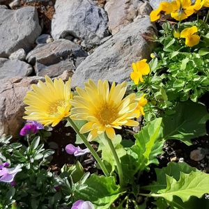 ガーベラ,ミモザ,ビデンス ゴールデンエンパイア,三角アカシア,ナチュラルガーデンの画像