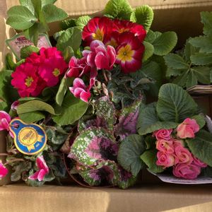 寄植え,お出掛け先,ハンギング,小さな庭,リビング・ダイニングの画像