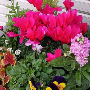 寄せ植えの画像